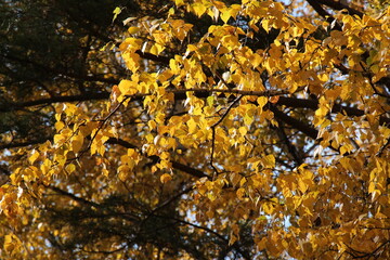 Autumn leaves. Yellow leaves on a tree branch on sunny bright day