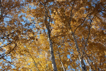 Birch tree in autumn. Autumn in the forest	