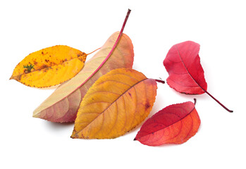 Leaf isolated on a white background 