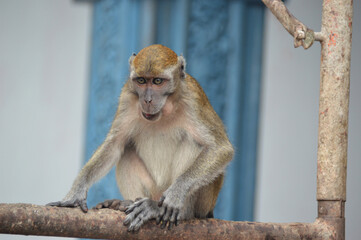 wild monkey at Balinese temple Indonesia