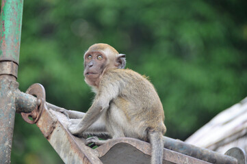 wild monkey at Balinese temple Indonesia