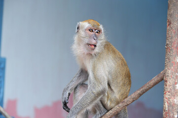 wild monkey at Balinese temple Indonesia
