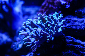 a kind of coral in an ocean aquarium
