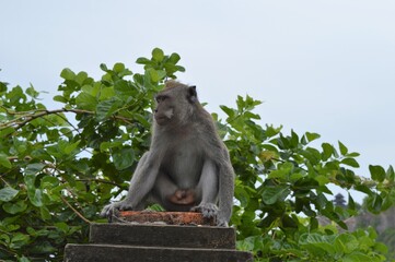 Naklejka na ściany i meble wild monkey at Balinese temple Indonesia