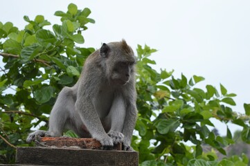 Naklejka na ściany i meble wild monkey at Balinese temple Indonesia