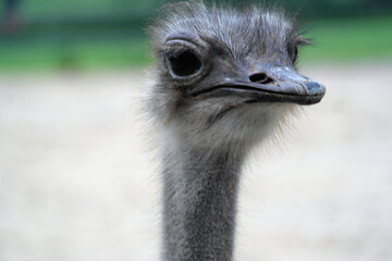 ostrich bird close up view