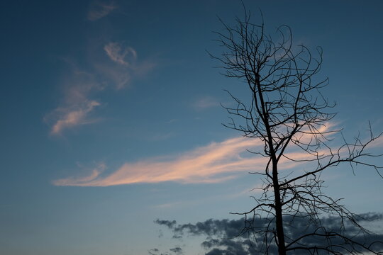 Old tree with bare branches against the background of the evening sky with pink clouds