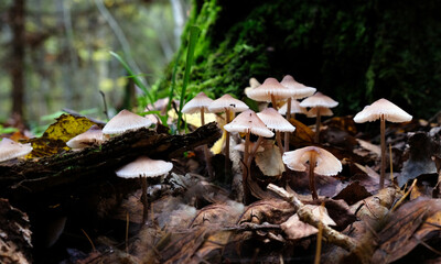 Mushroom family