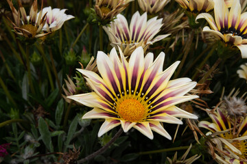 Close up of  Daisy flowers in full bloom, Spring Flowers