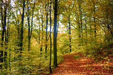 Fototapeta premium Collection of Beautiful Colorful Autumn Leaves green, yellow, orange, red HDR