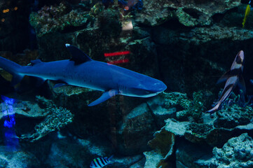 Fototapeta na wymiar oceanic aquarium with shark and fish and corals 