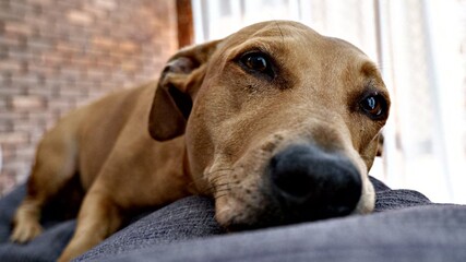 Dachshund laying on couch