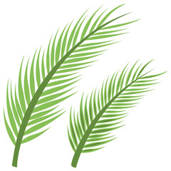 Obraz premium Tow palm branches perfectly denoting the palm sunday celebration of christian communities 