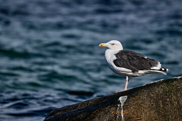 Mantelmöwe ( Larus marinus ).
