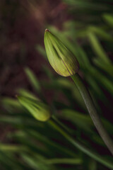 Close up of Agapantha before it blooms