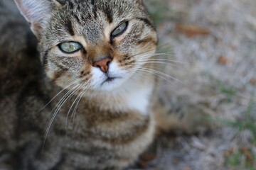 regard attendrissant d'un chat