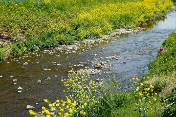 Obraz na płótnie Canvas 菜の花と川の流れ