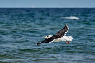 Mantelmöwe ( Larus marinus ).