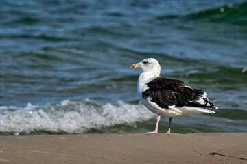 Mantelmöwe ( Larus marinus ).