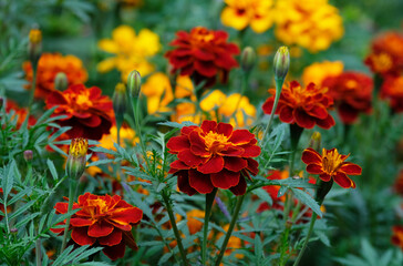 Autumn flowers