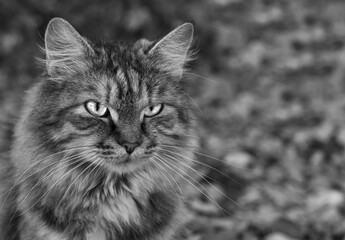 Naklejka na ściany i meble Monochrome Black and white closeup portrait of angry cat with bright shining eyes on blurred background. Copy space