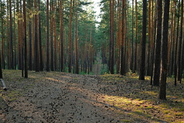 The road stretching into the distance among the pine forest