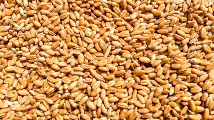 Wheat grain background