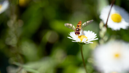 Macro photo of a flying insect on the beautiful white flowers is in the garden