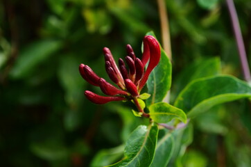 Japanese honeysuckle (lonicera japonica) in the garden