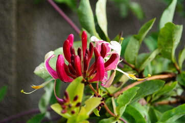 Japanese honeysuckle (lonicera japonica) in the garden