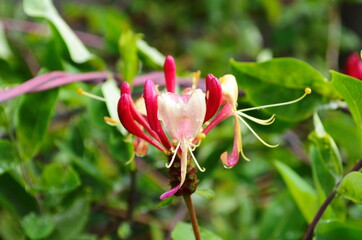 Japanese honeysuckle (lonicera japonica) in the garden