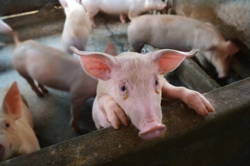 pigs poultry close up view