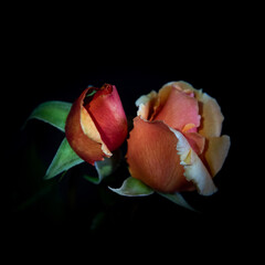 Close of Joey Rose in bloom, spring