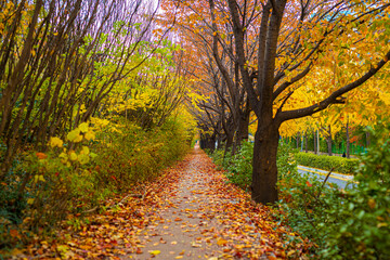 autumn road