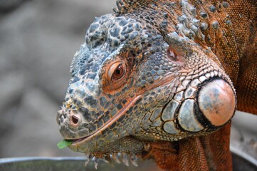 iguana water dragon close up view