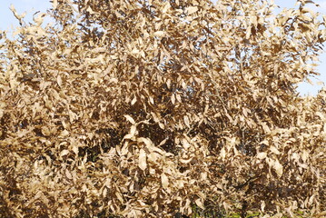a tree full of withered lifeless leaves in the sun