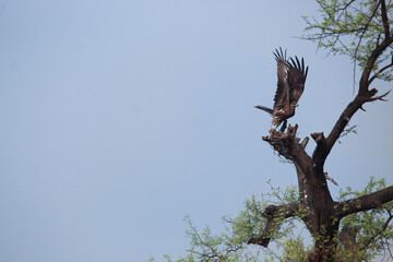 eagle on tree
