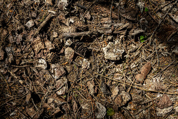 Natural pine forest ground
