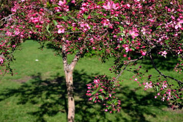 Spring flowering cherry and apple trees in the city