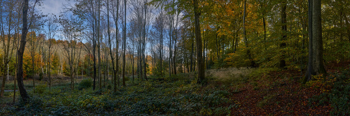 Fototapeta premium Back Lit Forest