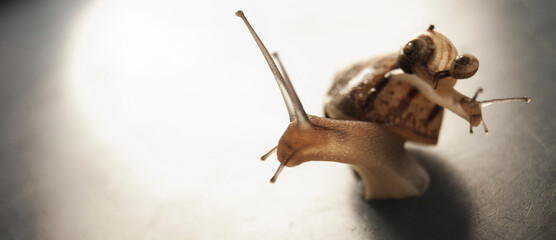 3 snails one on top of the other of different sizes