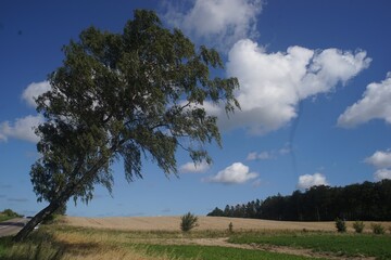 diagonal wachender Baum vor blauem Himmel mit weißen Wolken Polen