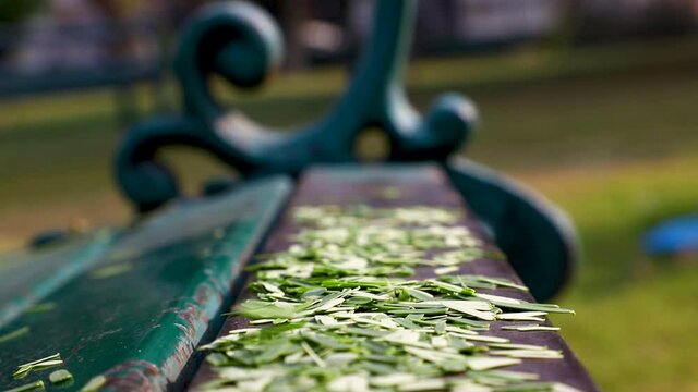 close up of a leafs of a tree falling on the green banch
