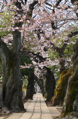 谷中霊園・桜並木