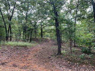 Dirt path in the forest