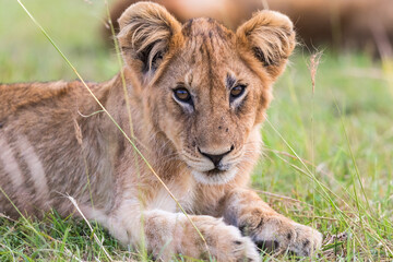 Cute lion cub lying in the grass on the African savanna