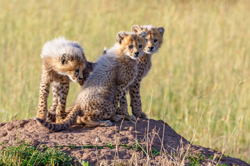 Young Cheetah cubs sit on a termite mold