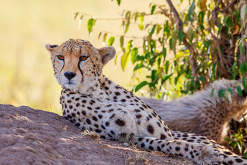 Cheetah lying and scouts in the shade
