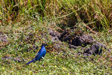 Rüppell's starling on the ground