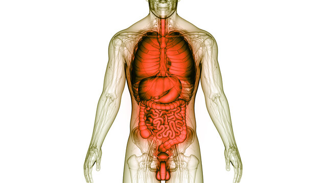 human anatomy, orange organs, transparent body clip art preview